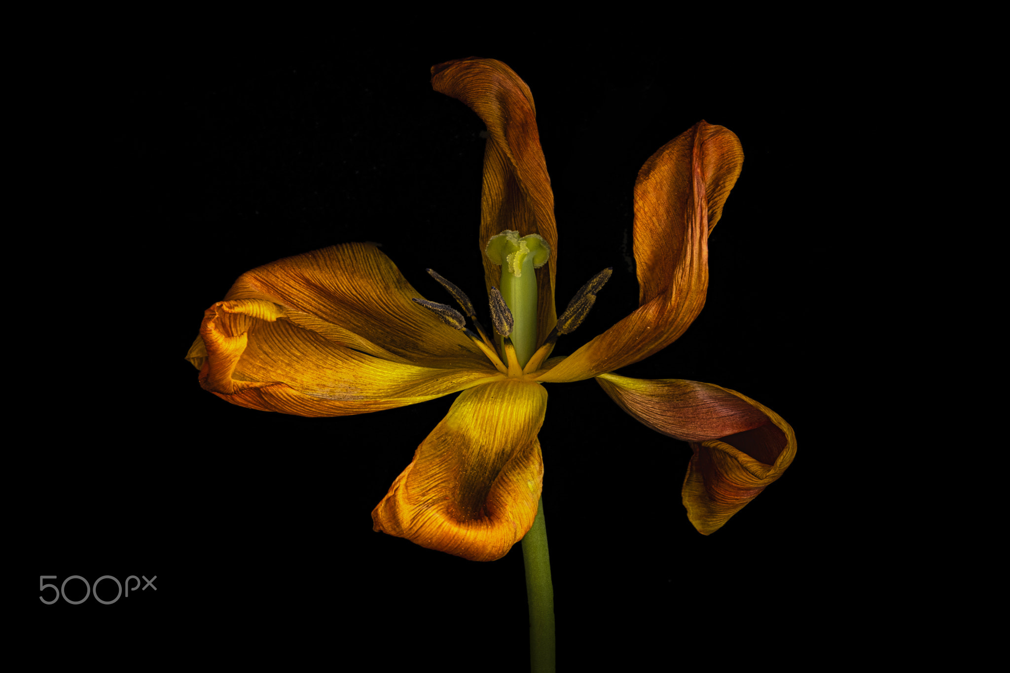 Aging Tulip