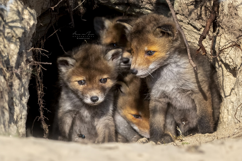 J10 Interesting Facts About Red Foxes | Red Fox | Diet, Behavior, and Adaptations