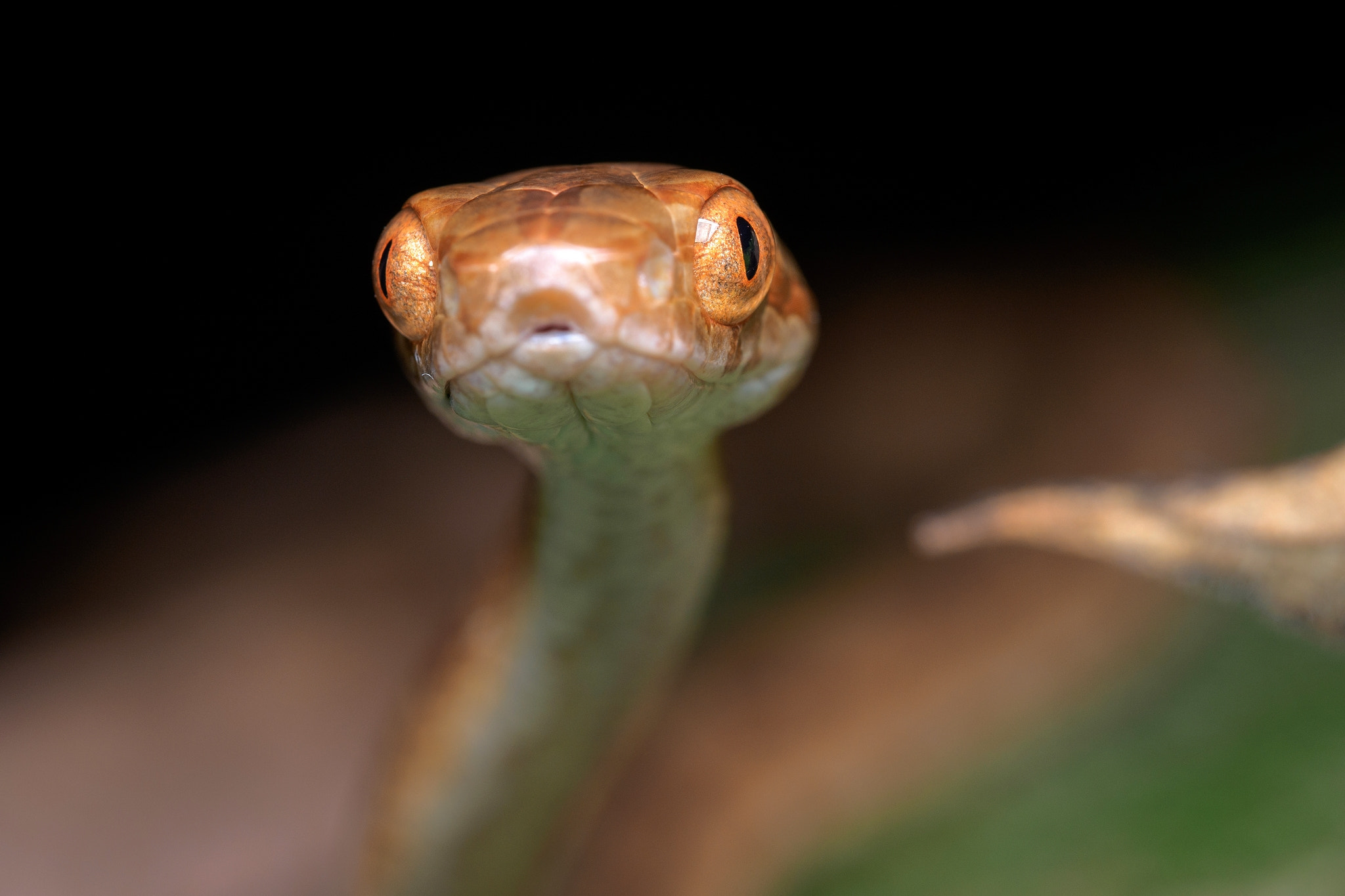 台灣大頭蛇 Kelung Cat Snake