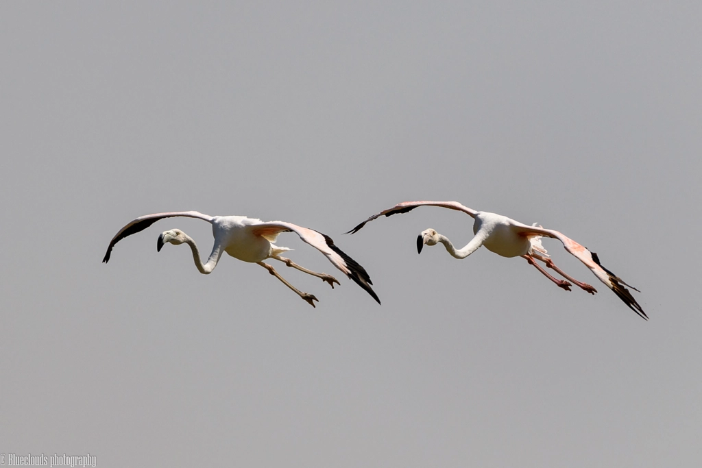 Flamigoes at Ras Al Khor Wildlife Santuary, Dubai by eseka001 on 500px.com