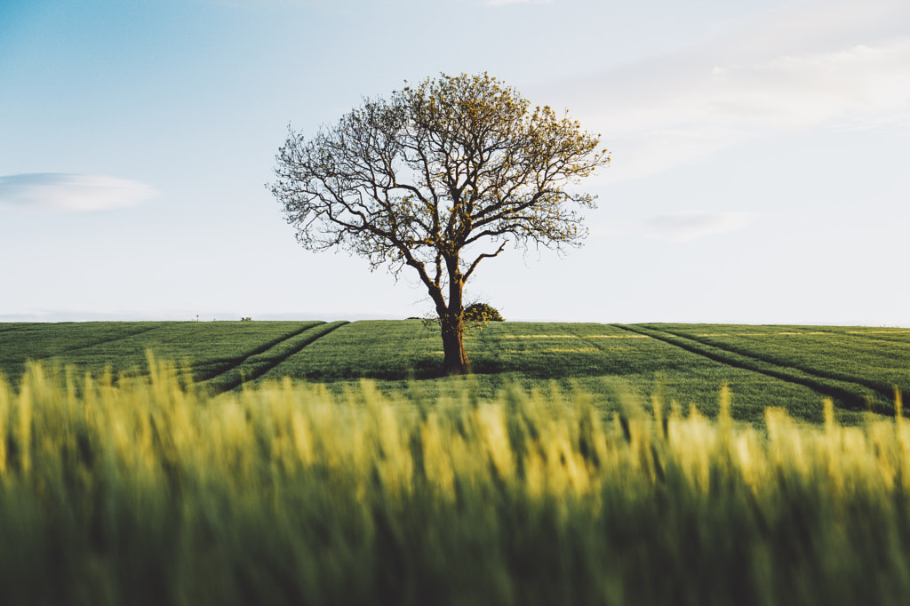 Alone  by Daniel Casson on 500px.com