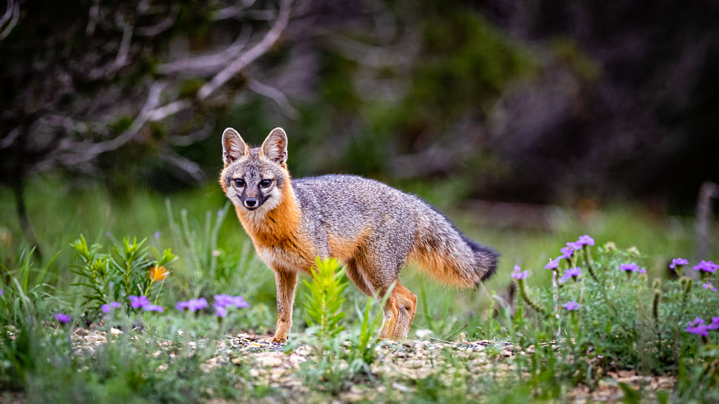 10 Interesting Facts About Gray Foxes | Gray Fox | Diet, Behavior, and Adaptations