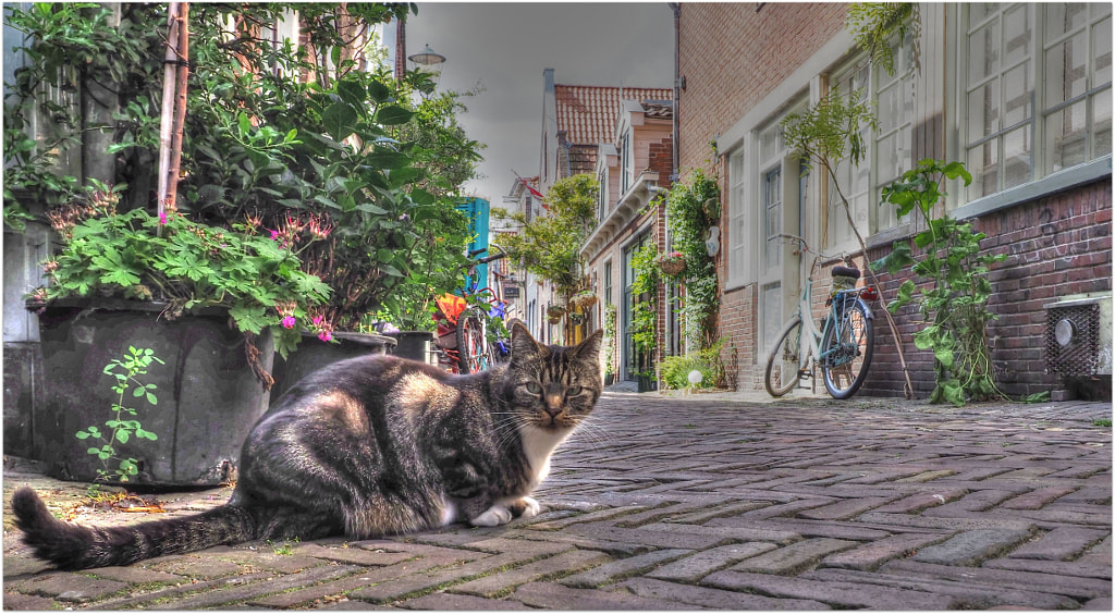 Nederlandse kat by Ernst Kramer on 500px.com