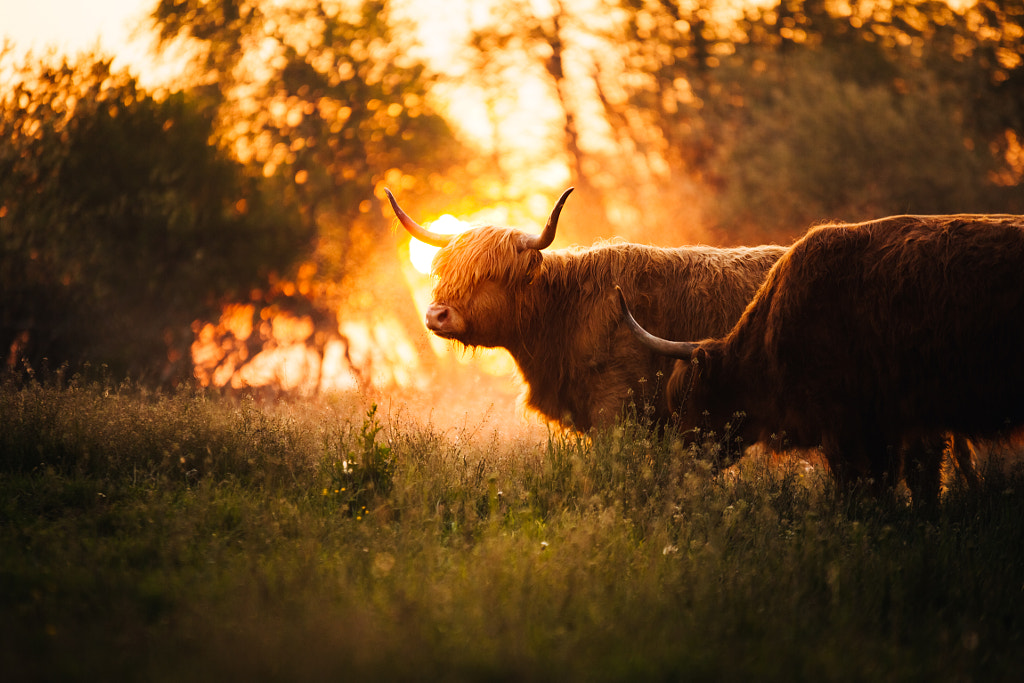 Highland Cows by marina weishaupt on 500px.com