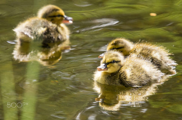 Ducklings by Markus Kauppinen on 500px.com