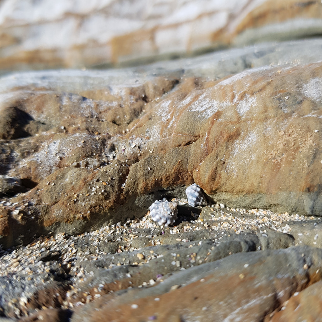 Tiny shells by Elizabeth Fitzgerald on 500px.com
