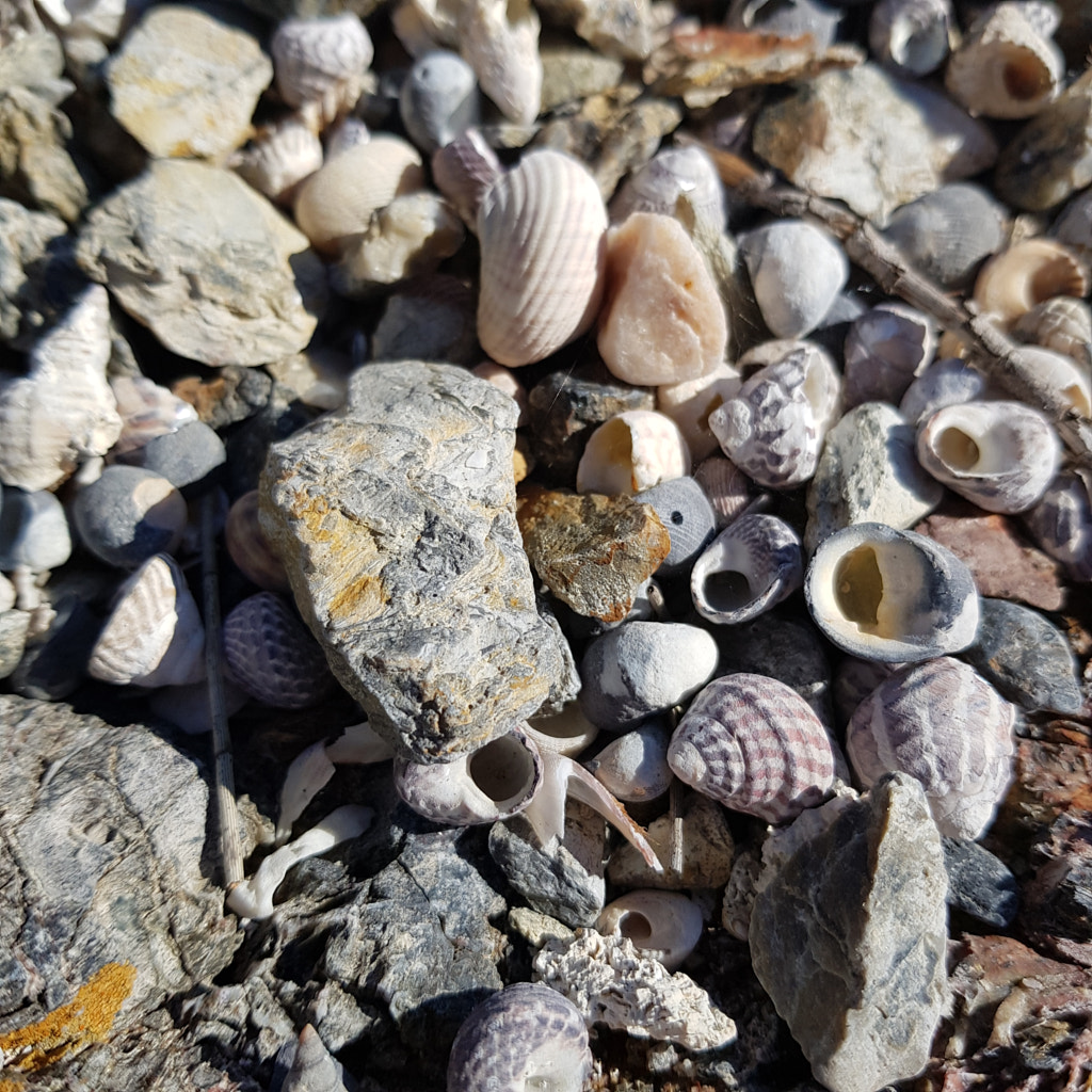 Shell Jumble by Elizabeth Fitzgerald on 500px.com