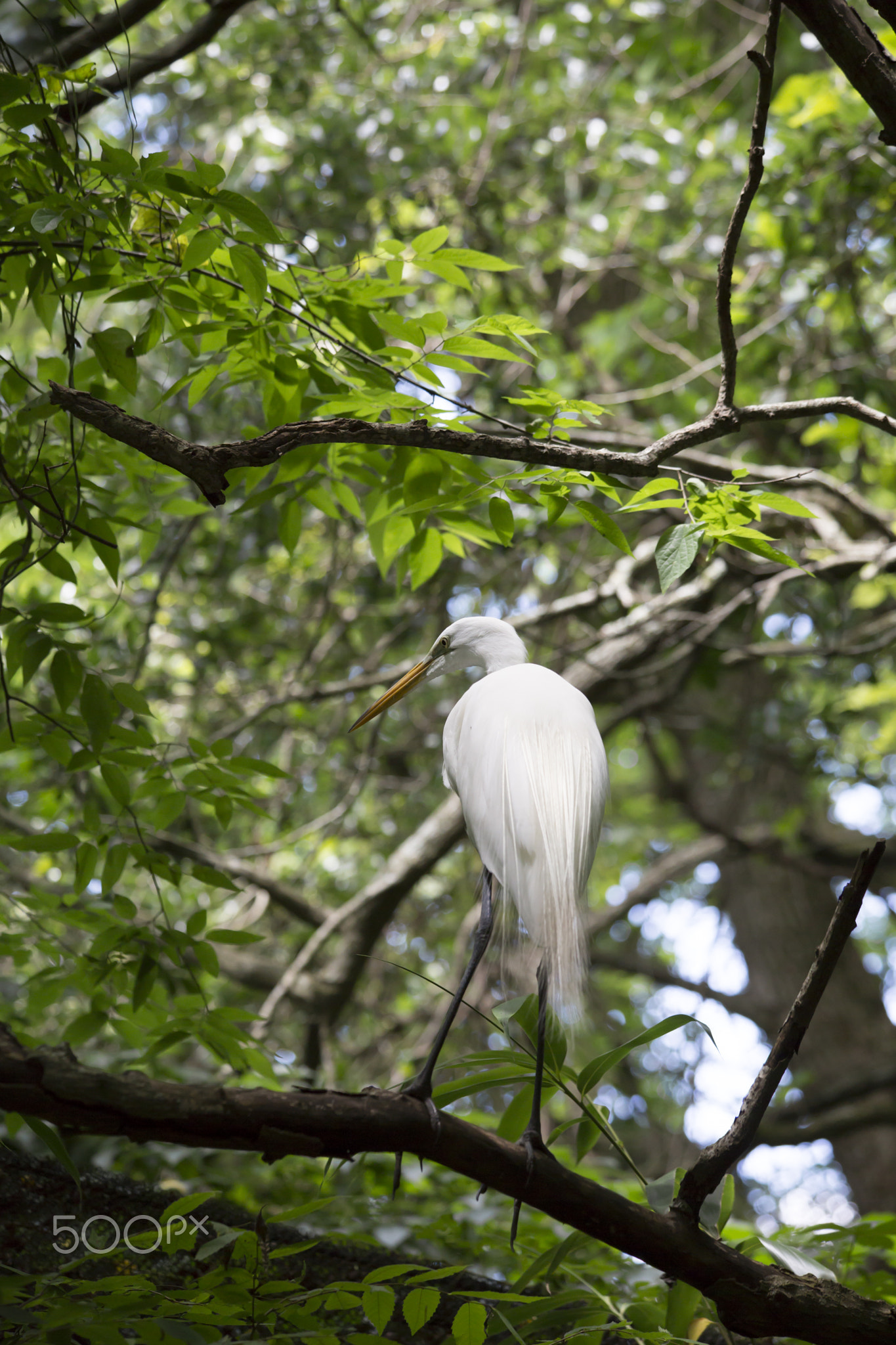 Egret