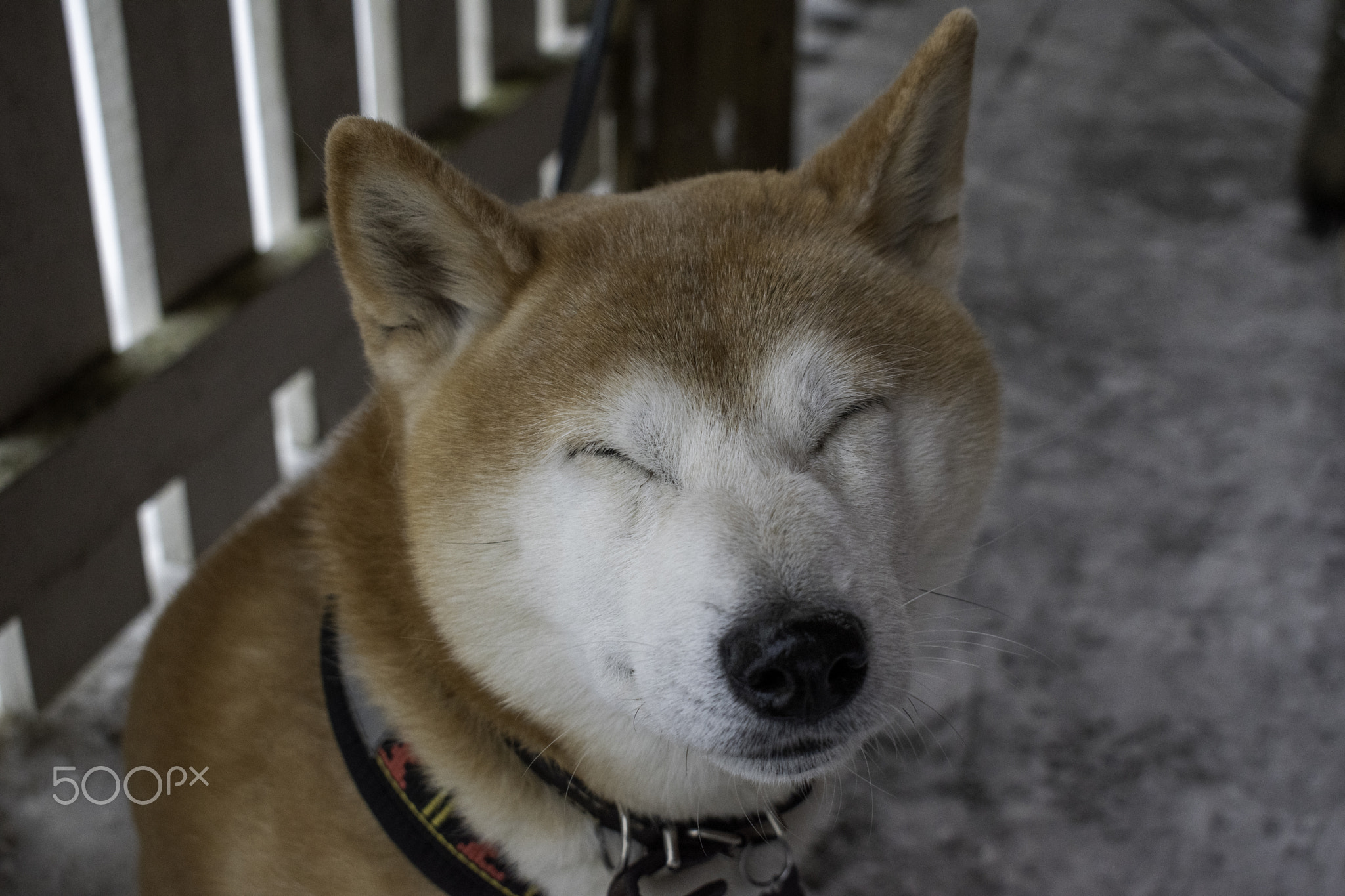Funny dog