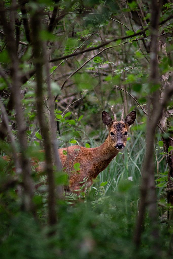 Roe in the Woods by Murray Adcock on 500px.com