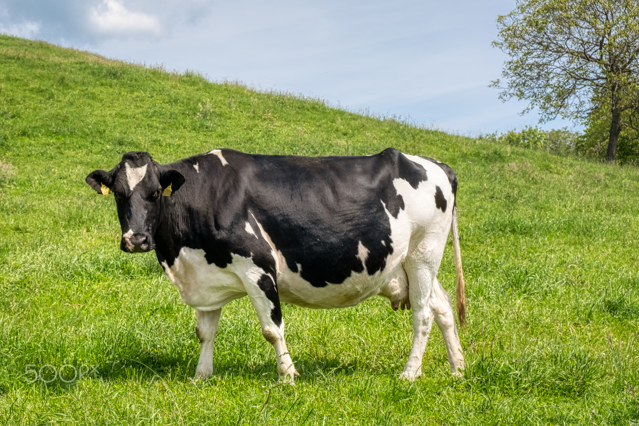 Black and white cow on green Alpine pasture