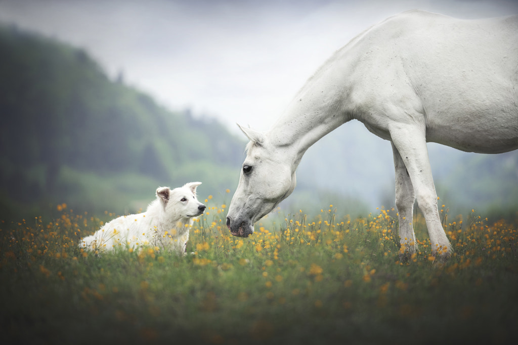 Come to know better..... by Anne Geier on 500px.com