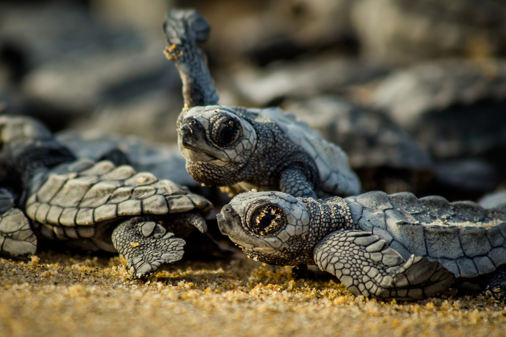 Baby sea turtles struggle for survival after hatching in Mexico by Robert Eastburg on 500px.com