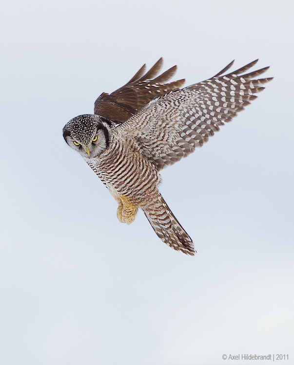 The Look by Axel Hildebrandt on 500px.com