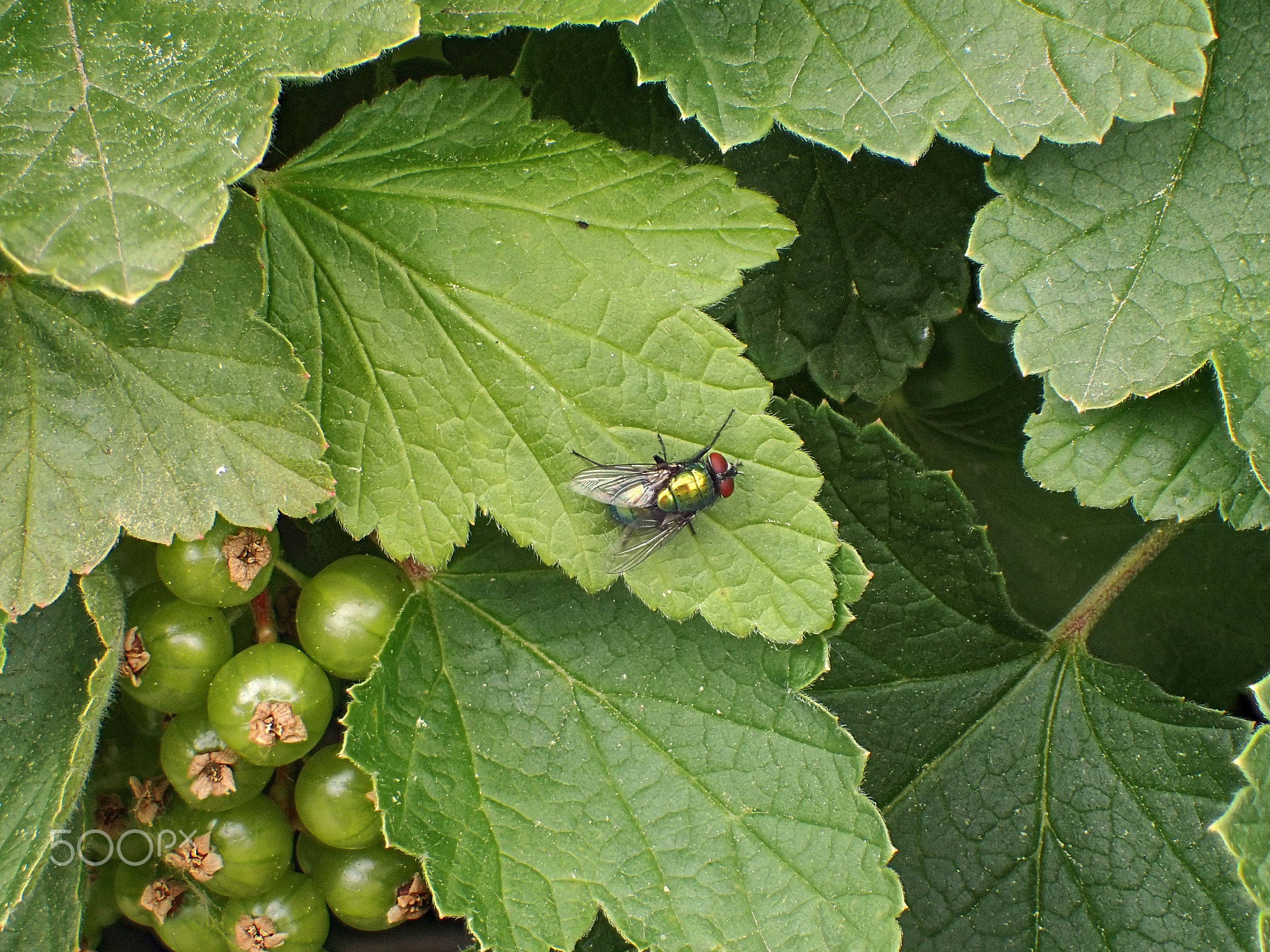 OLYMPUS DIGITAL CAMERA,Common green bottle fly