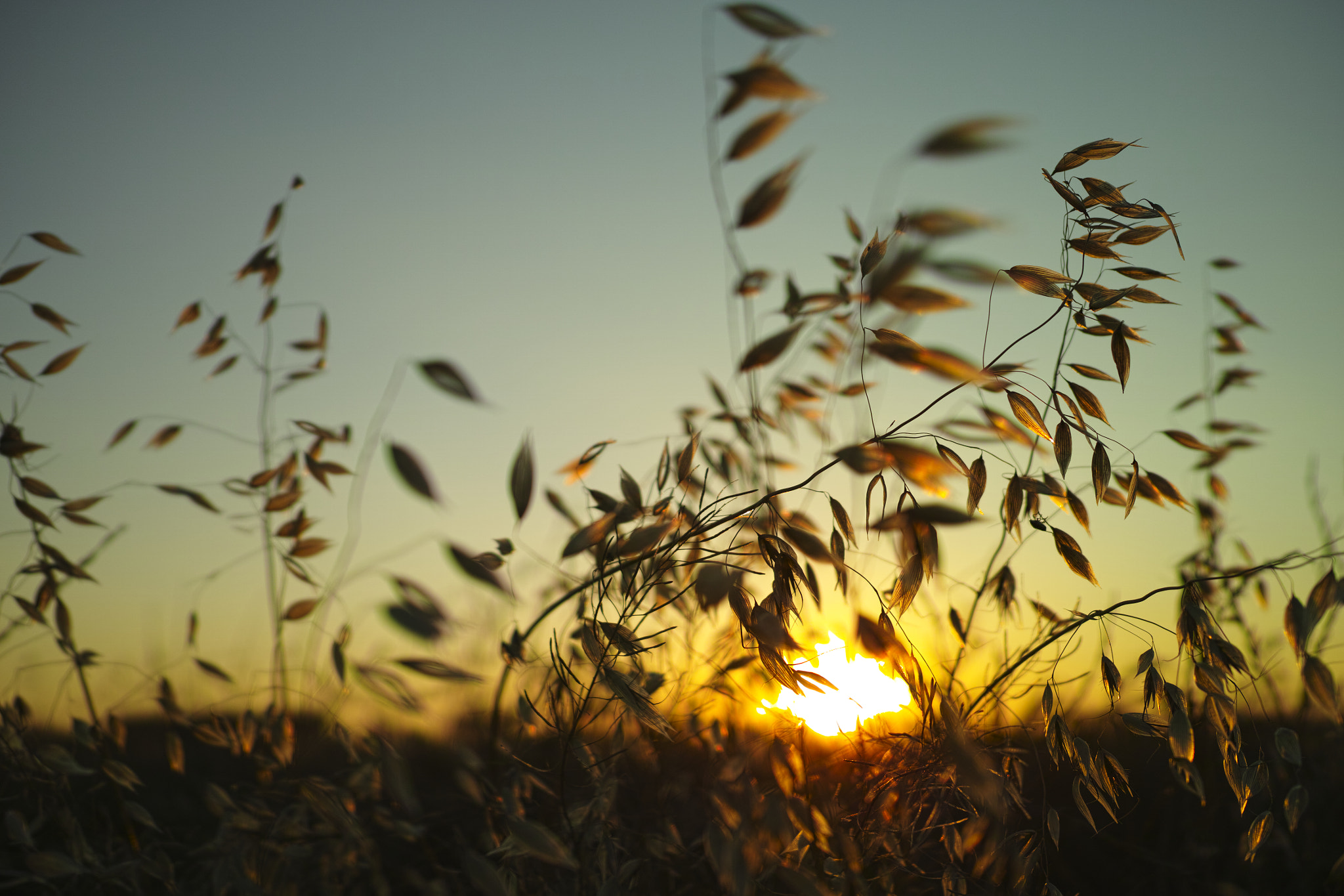 The soft wind of summer