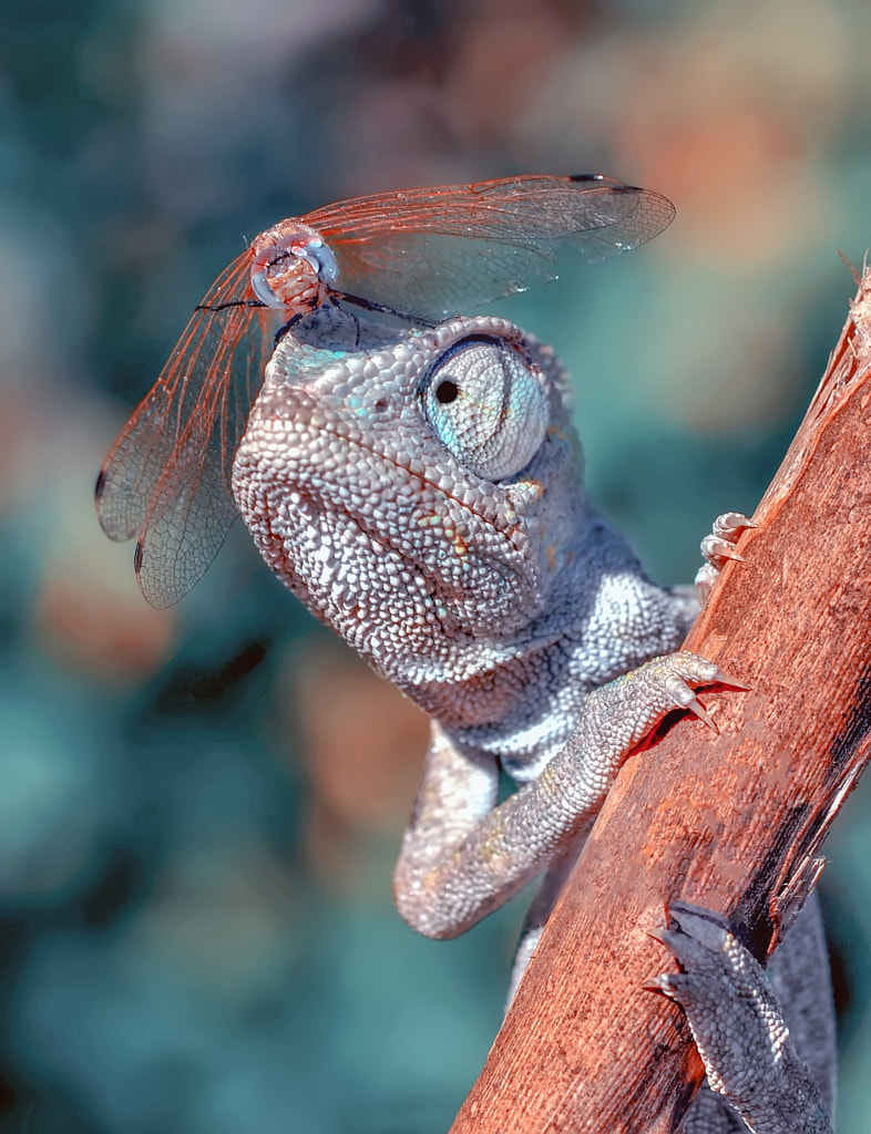 Emergency landing by Mustafa Öztürk on 500px.com