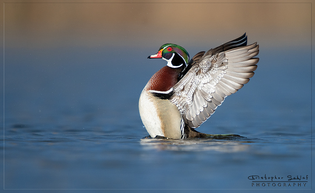 Wood Duck (Male) by Christopher Schlaf on 500px.com
