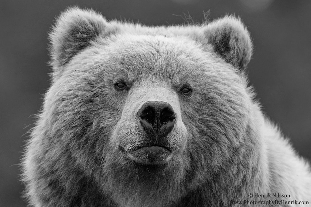 Big Lad by Henrik Nilsson on 500px.com