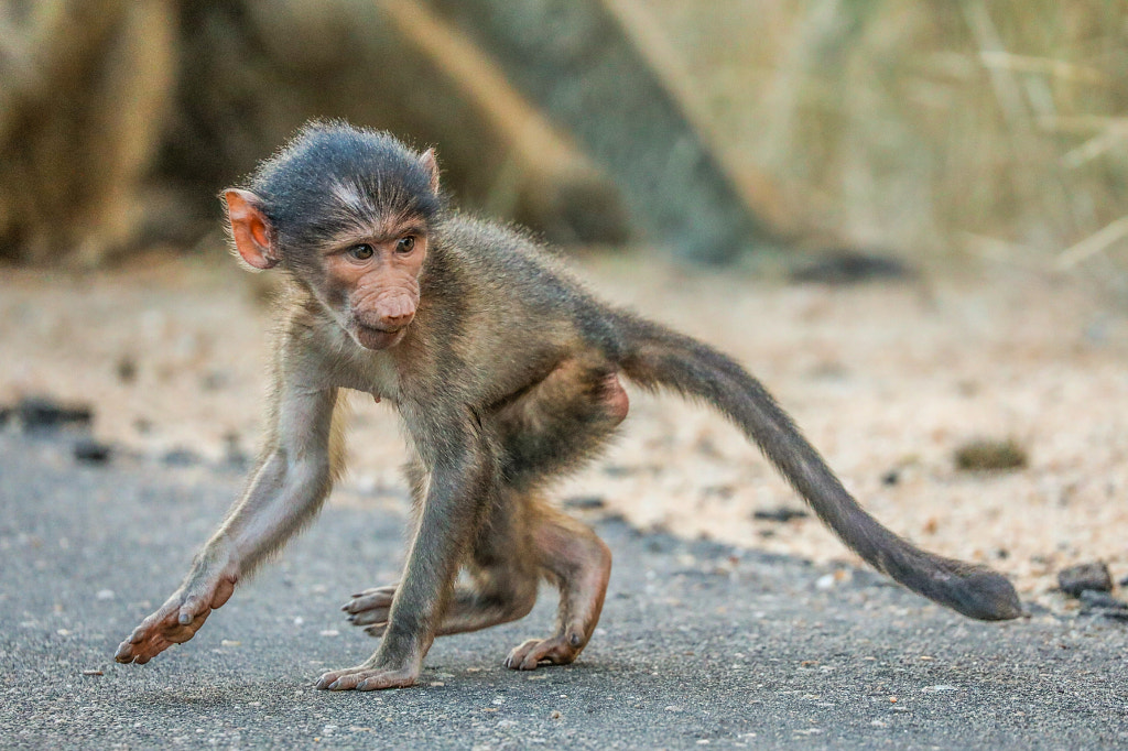 Chacma Baboon by Assaf Goldberg on 500px.com