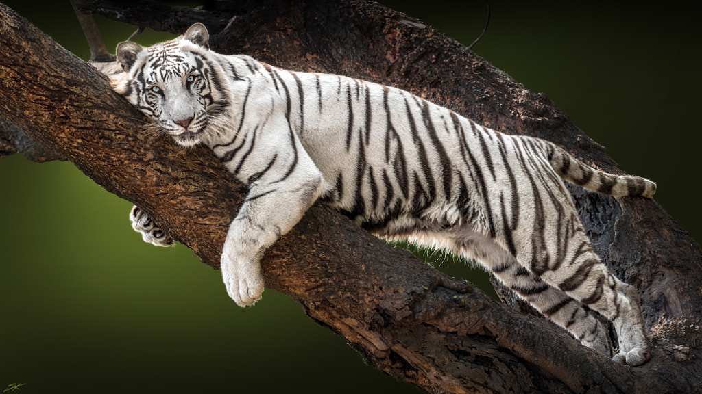 Tiger photography -Loving Kitty ! by Sunil  on 500px.com