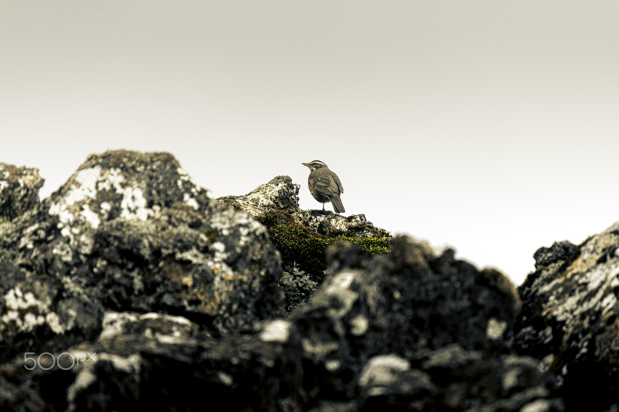 lucky bird