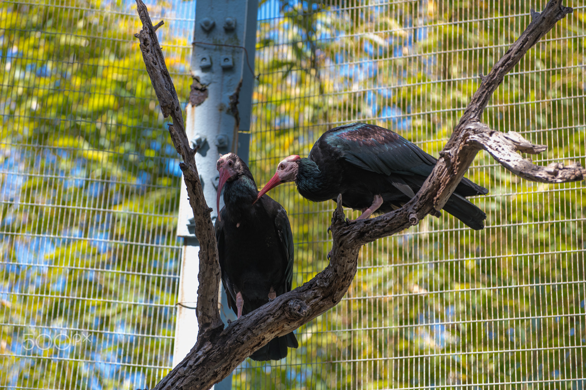 A Pair of Birds