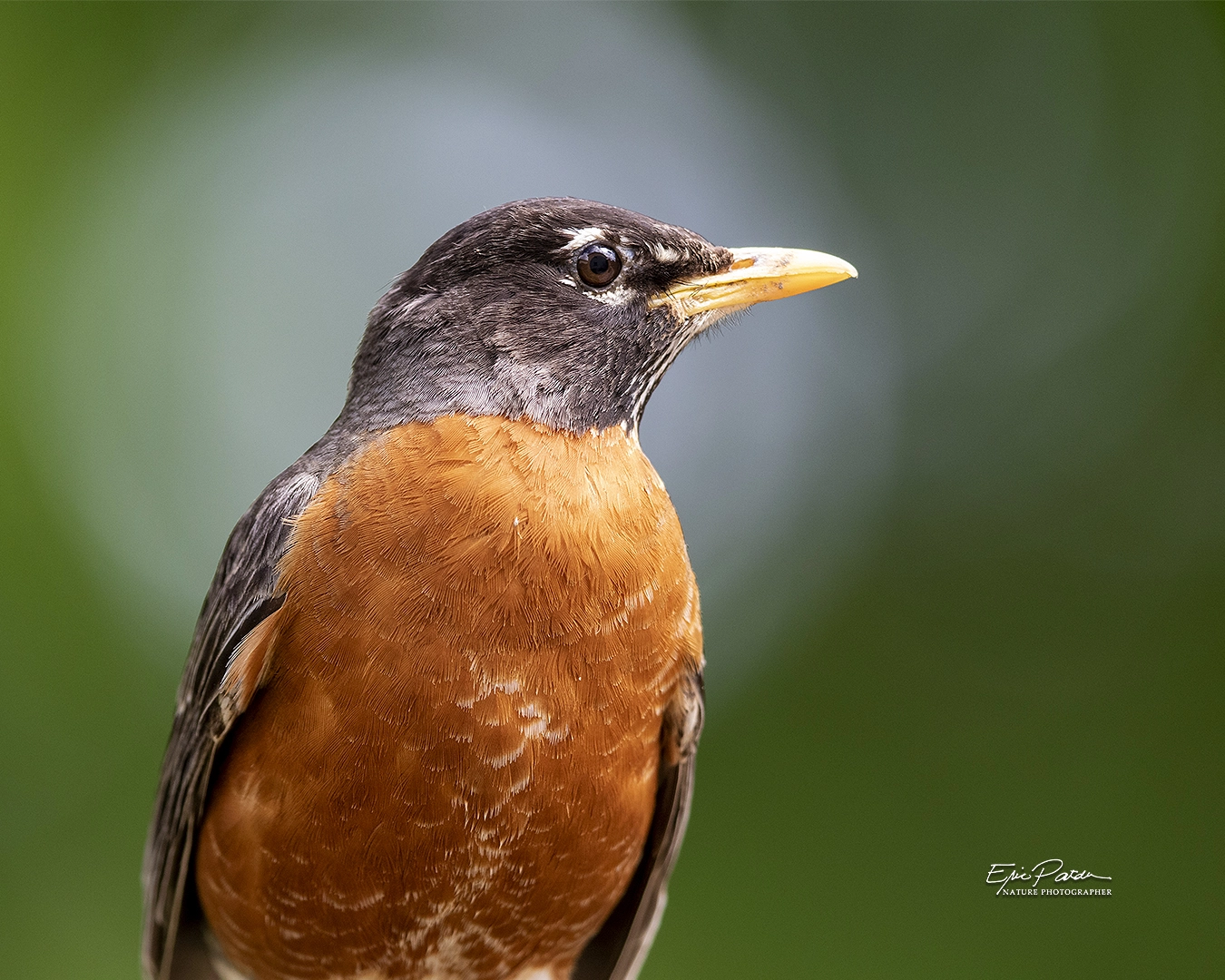 IMAGE: https://drscdn.500px.org/photo/307402151/q%3D80_m%3D1500/v2?webp=true&sig=eb2955320455d1b3e99c6eb8b4fae5a9d1c15e7b5f0741e97e75cca5a305e7c2