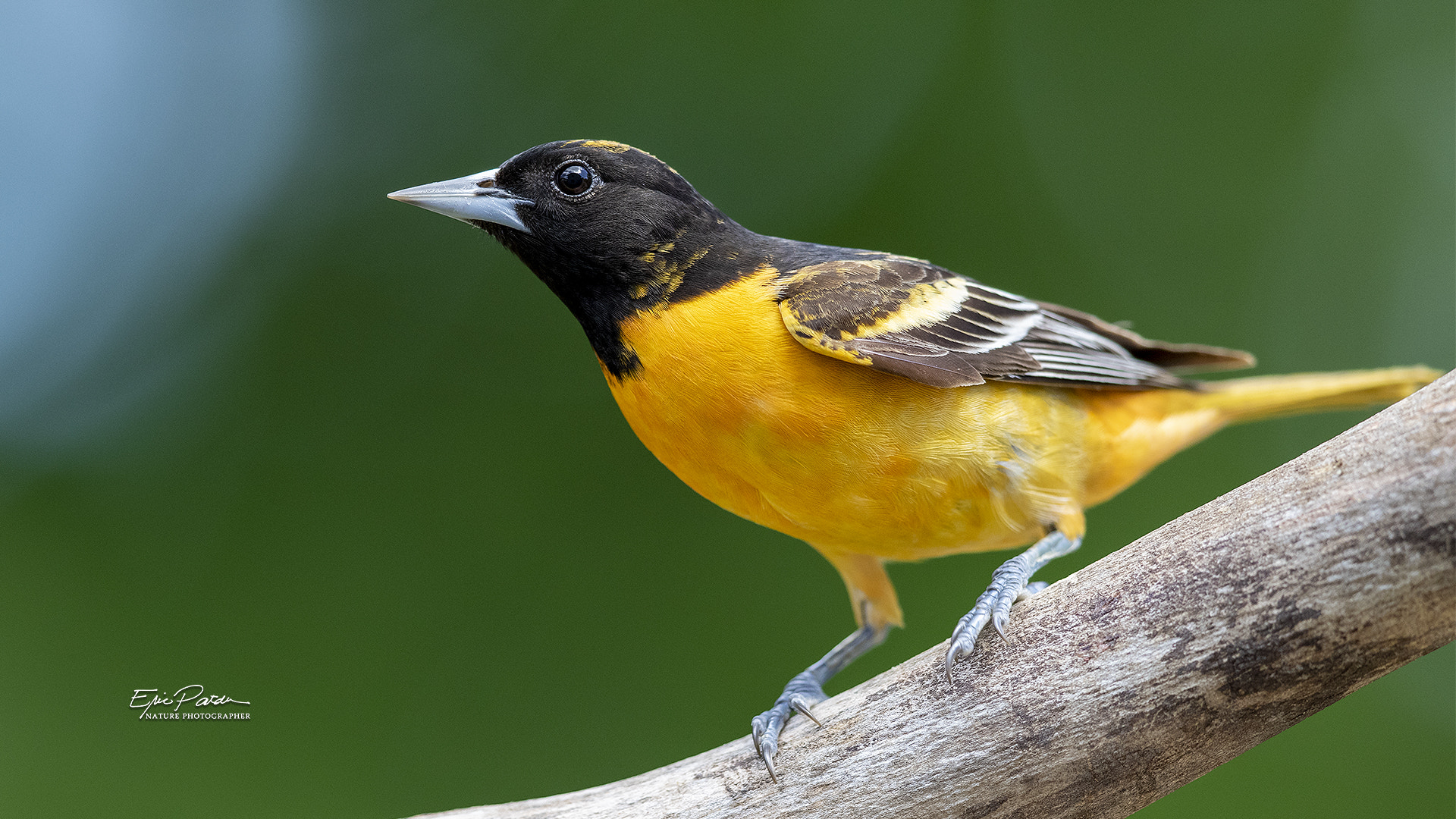 IMAGE: https://drscdn.500px.org/photo/307402153/q%3D80_m%3D1500/v2?webp=true&sig=39163615d4723fb9447bcbf2a8e693fc3a93c7336fb8b6d247520953dec448fc