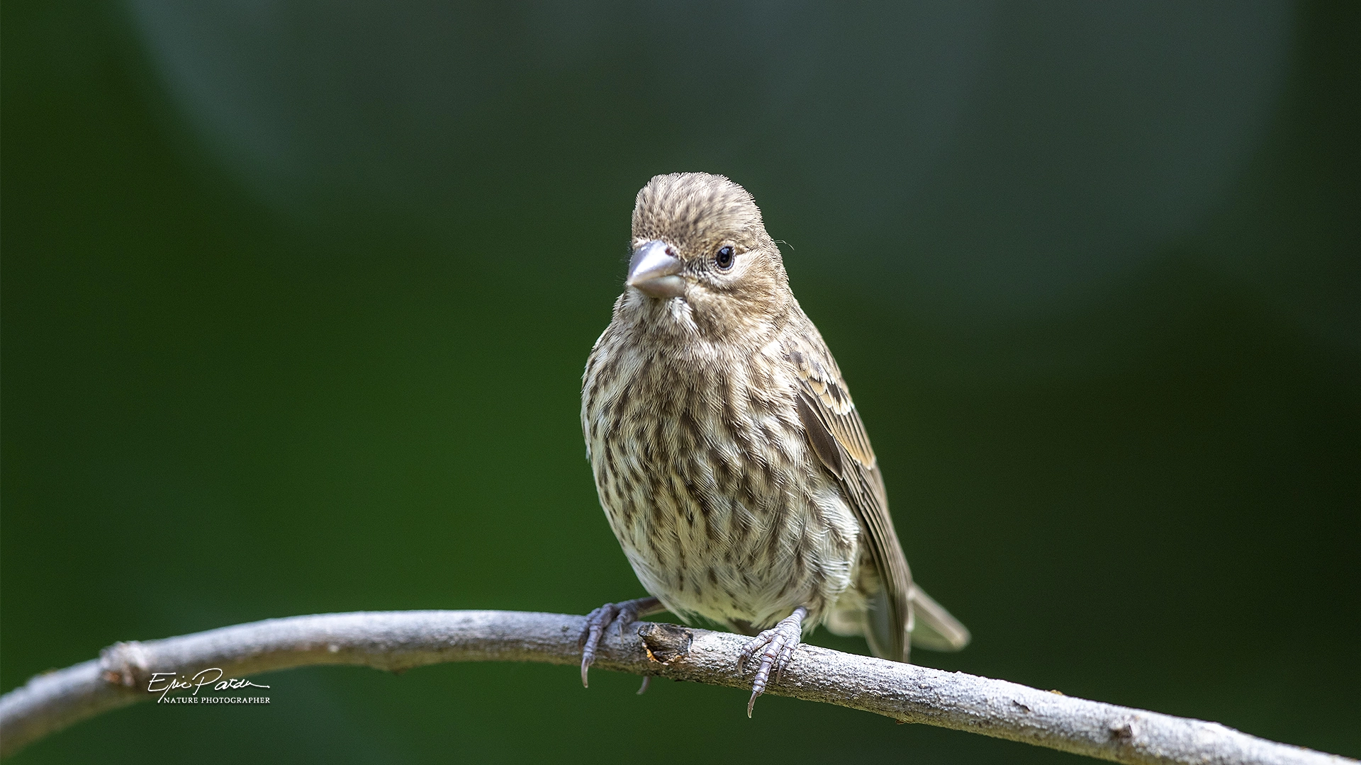 IMAGE: https://drscdn.500px.org/photo/307402155/q%3D80_m%3D1500/v2?webp=true&sig=c1b6d85728c66db72e6f08118a026df469f82915edba2462e3909aba2eed3527