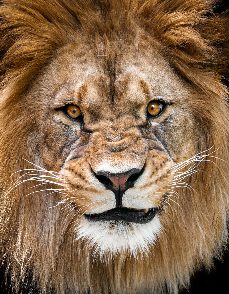 Lev Berbersky? - Barbary Lion by Miloš Lapá?ek on 500px.com