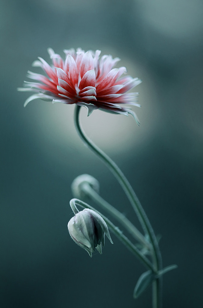 Aquilegia " Nora Barlow " by Mycatherina on 500px.com