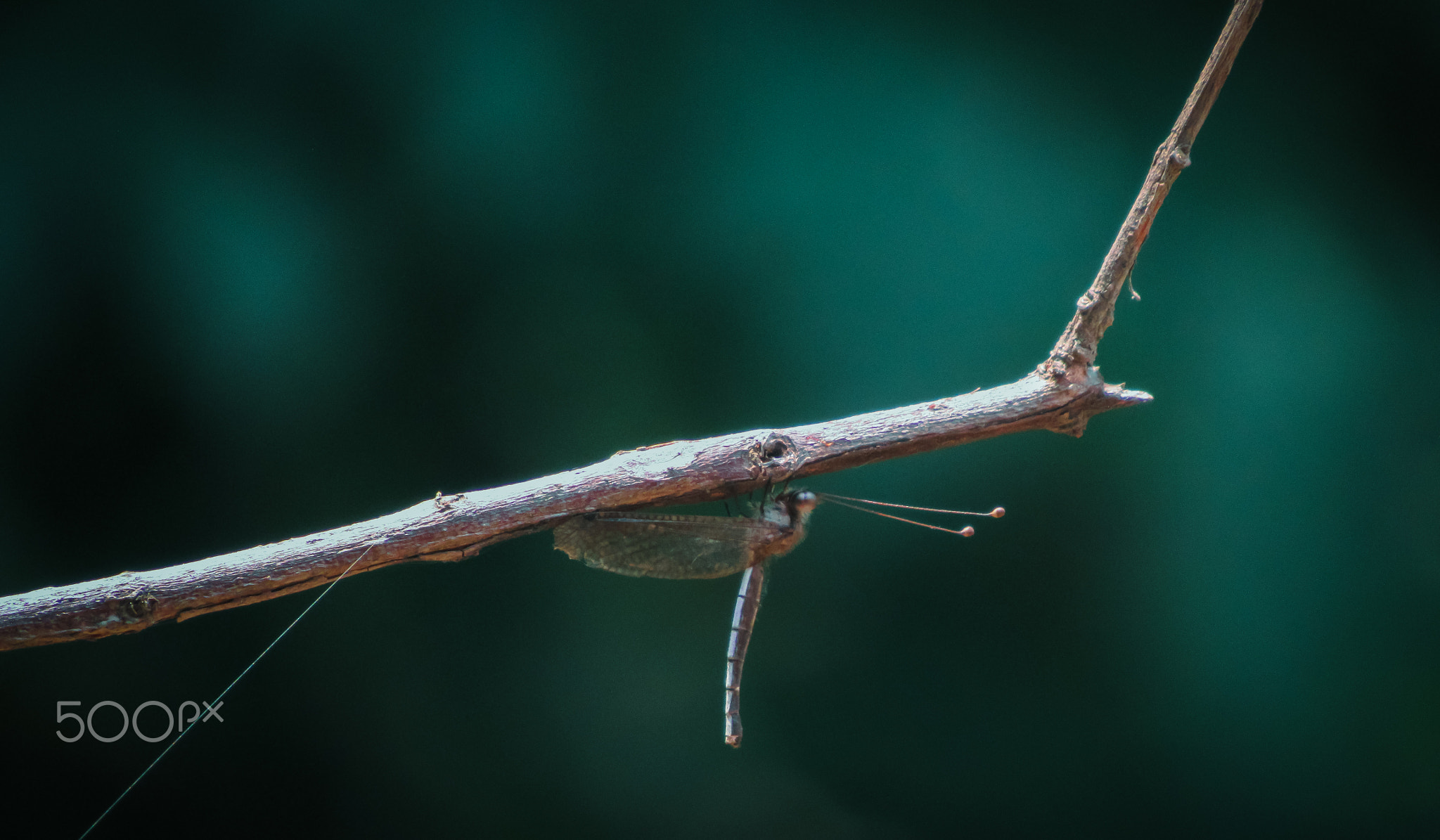 Split eyed owlfly