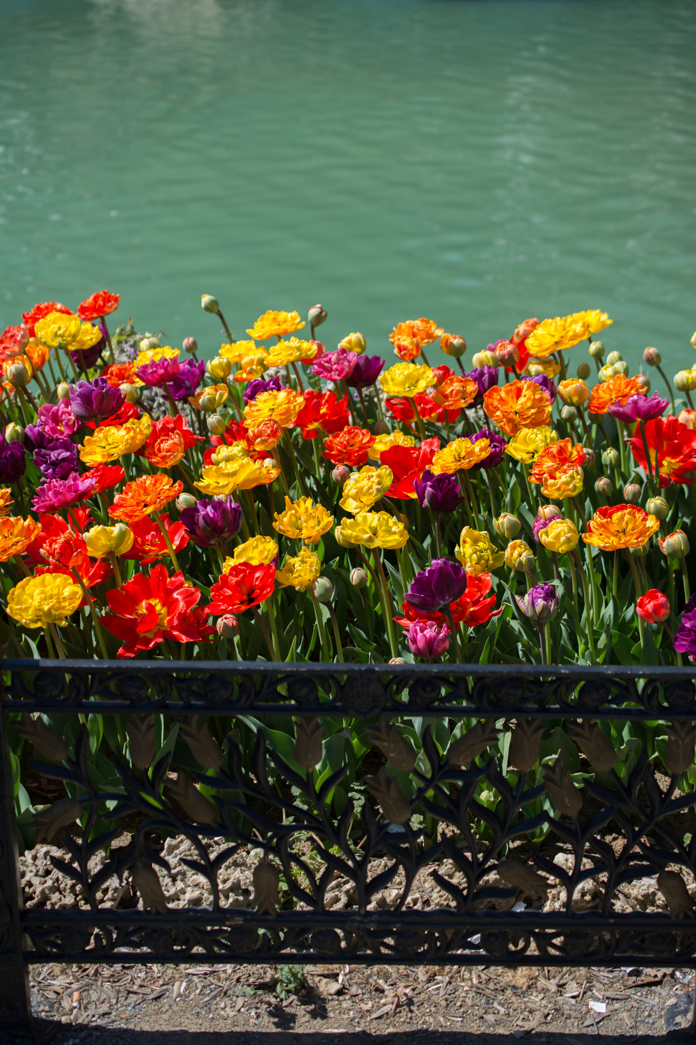 Tulip Flowers Blooming by the water