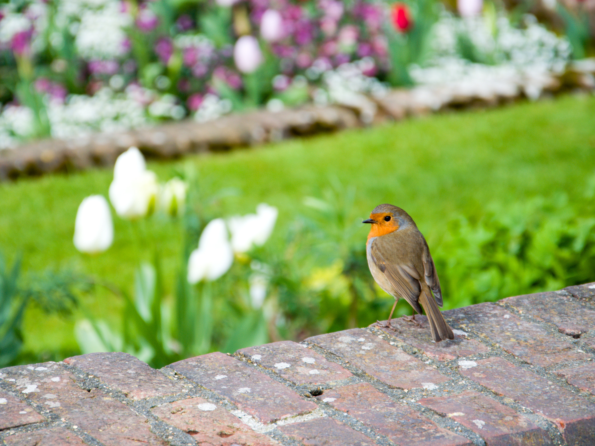 Little robin