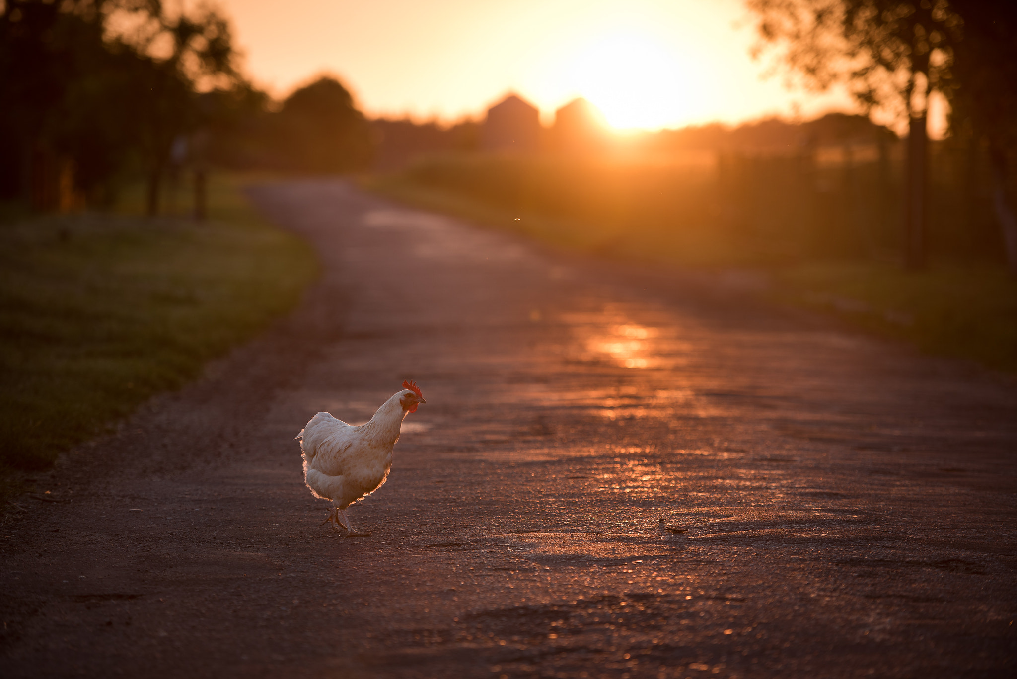 hen