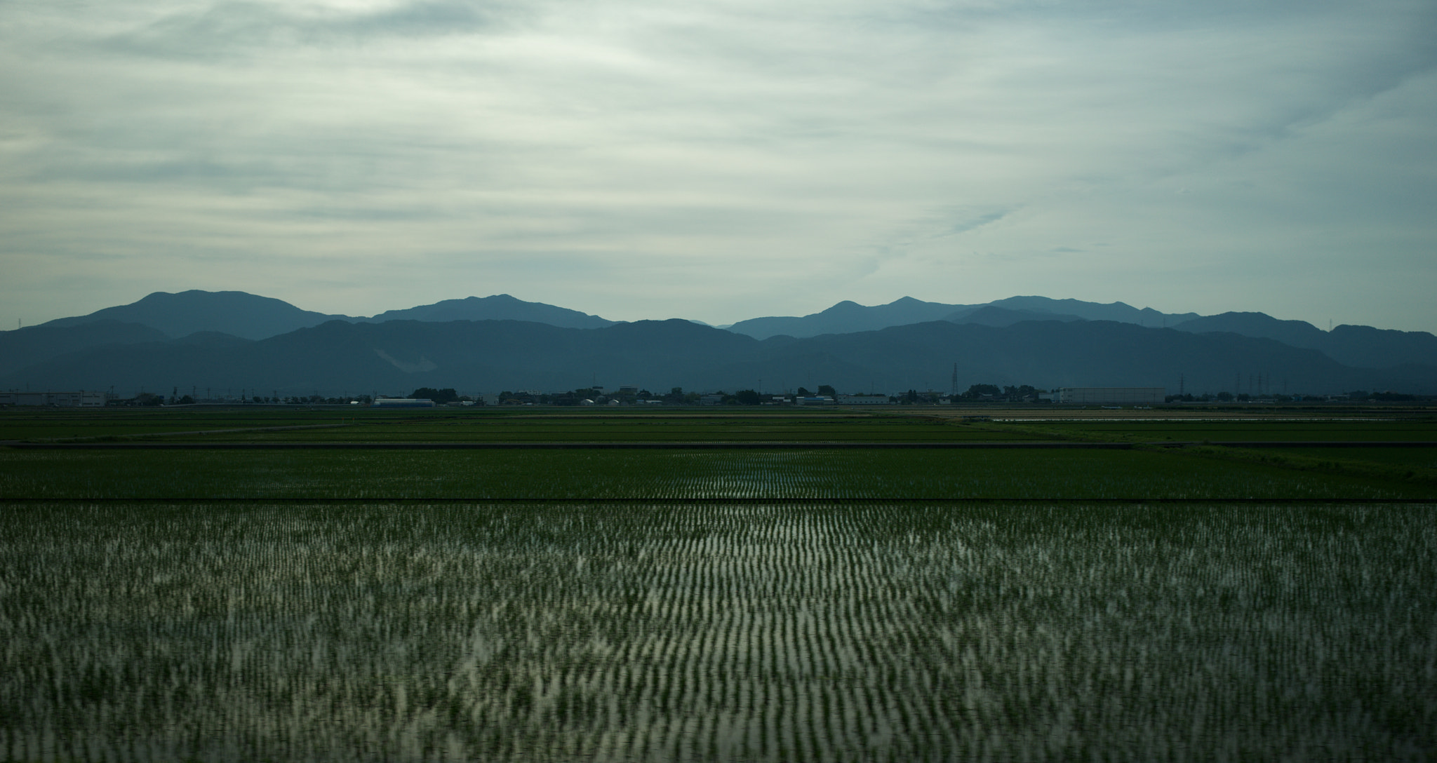 田んぼ