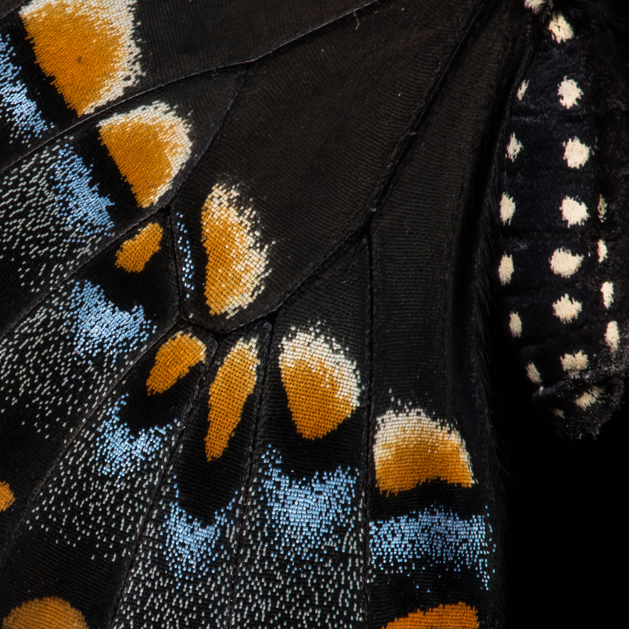 Black Swallowtail - Scales