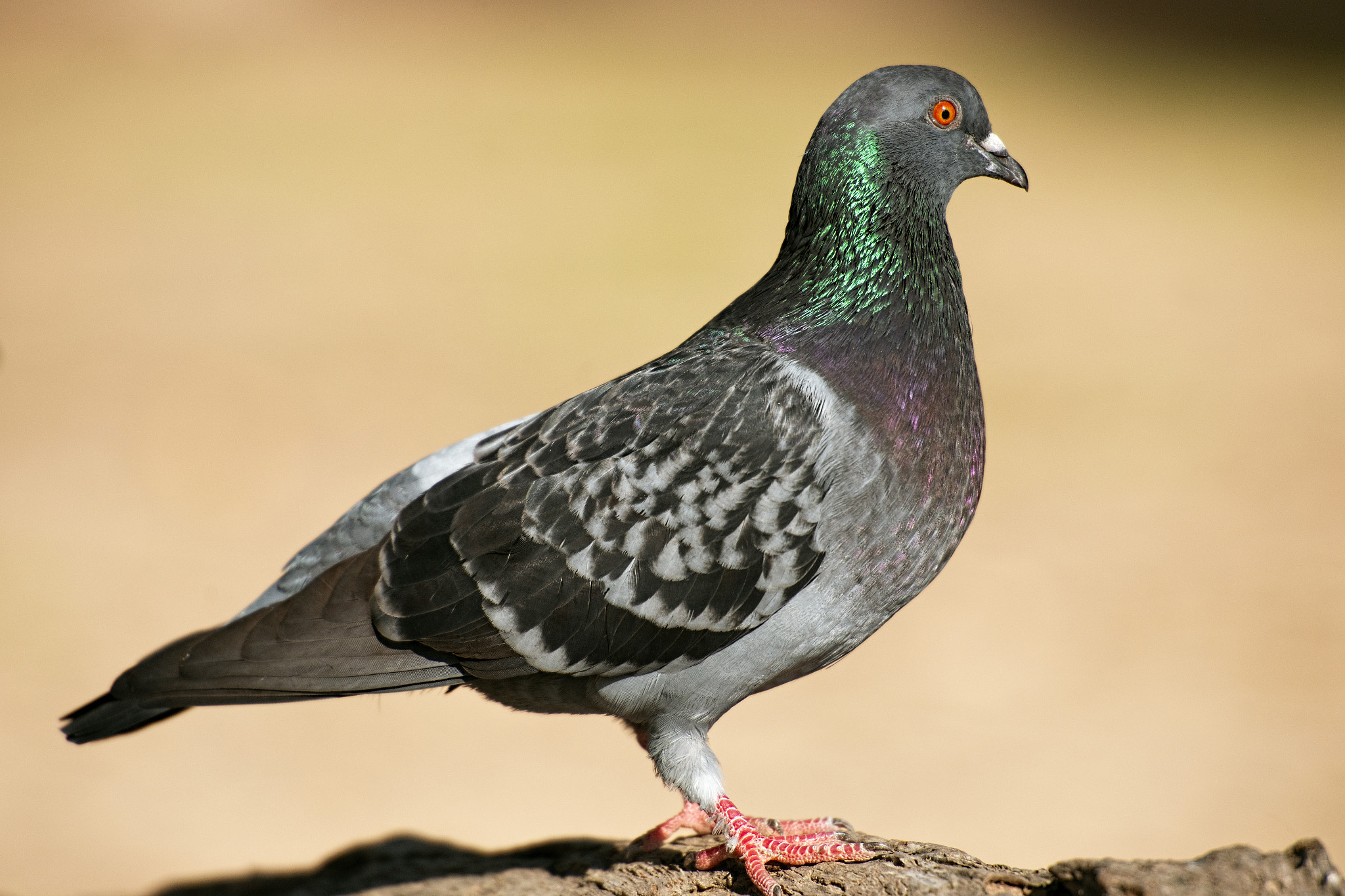 Feral Pigeon