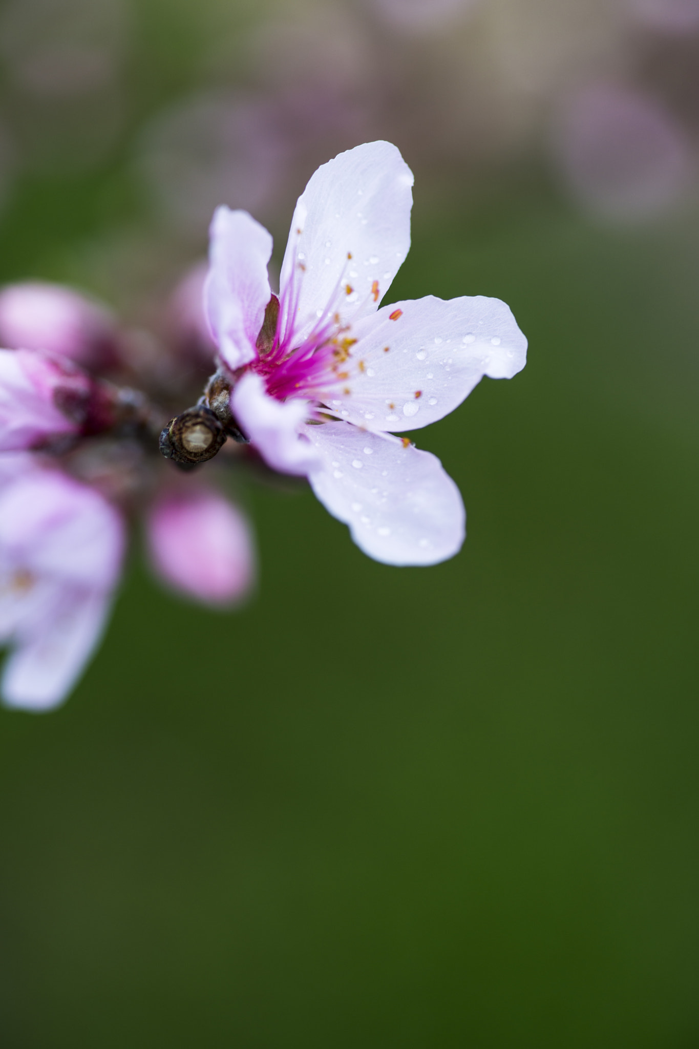 Spring rain