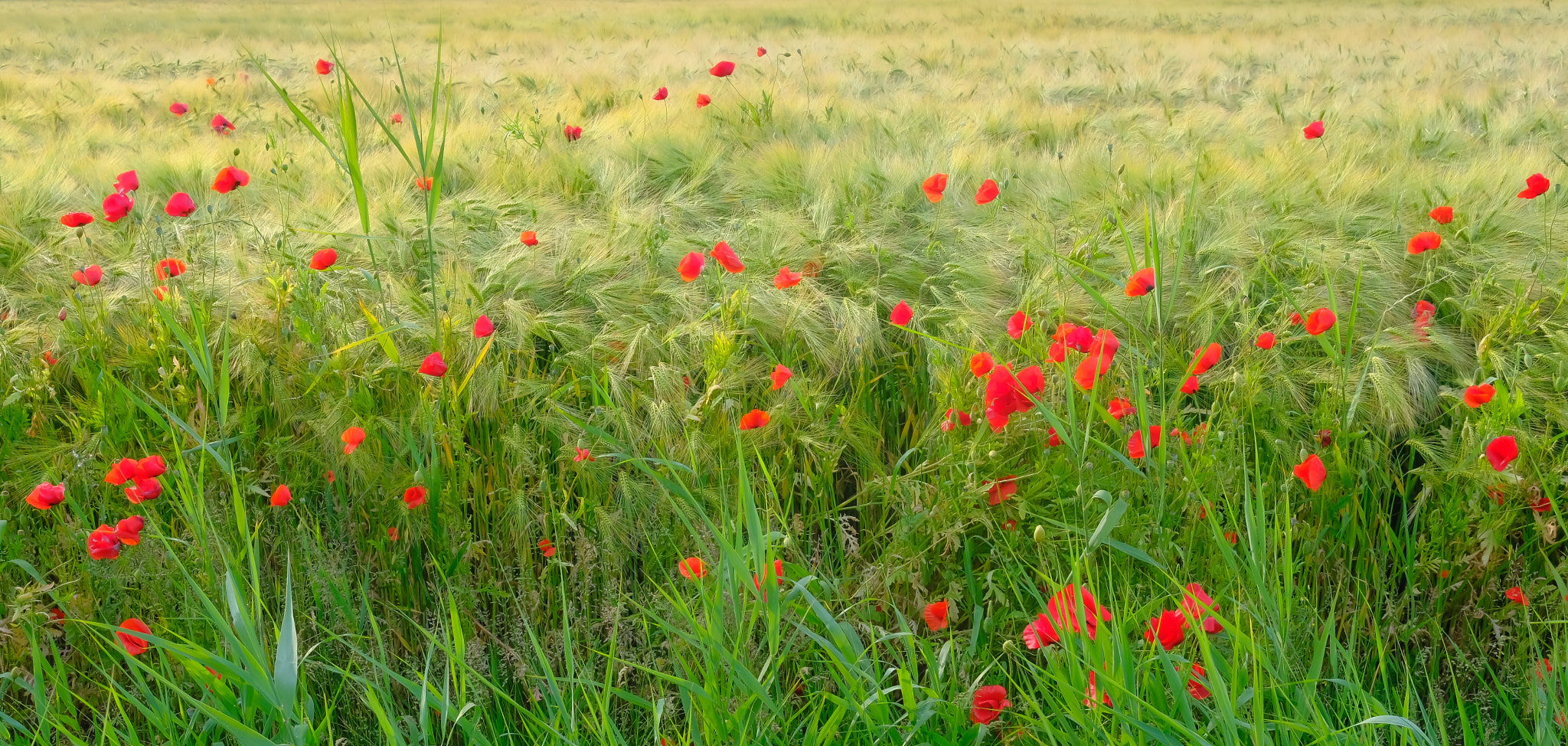 poppies, lots of poppies