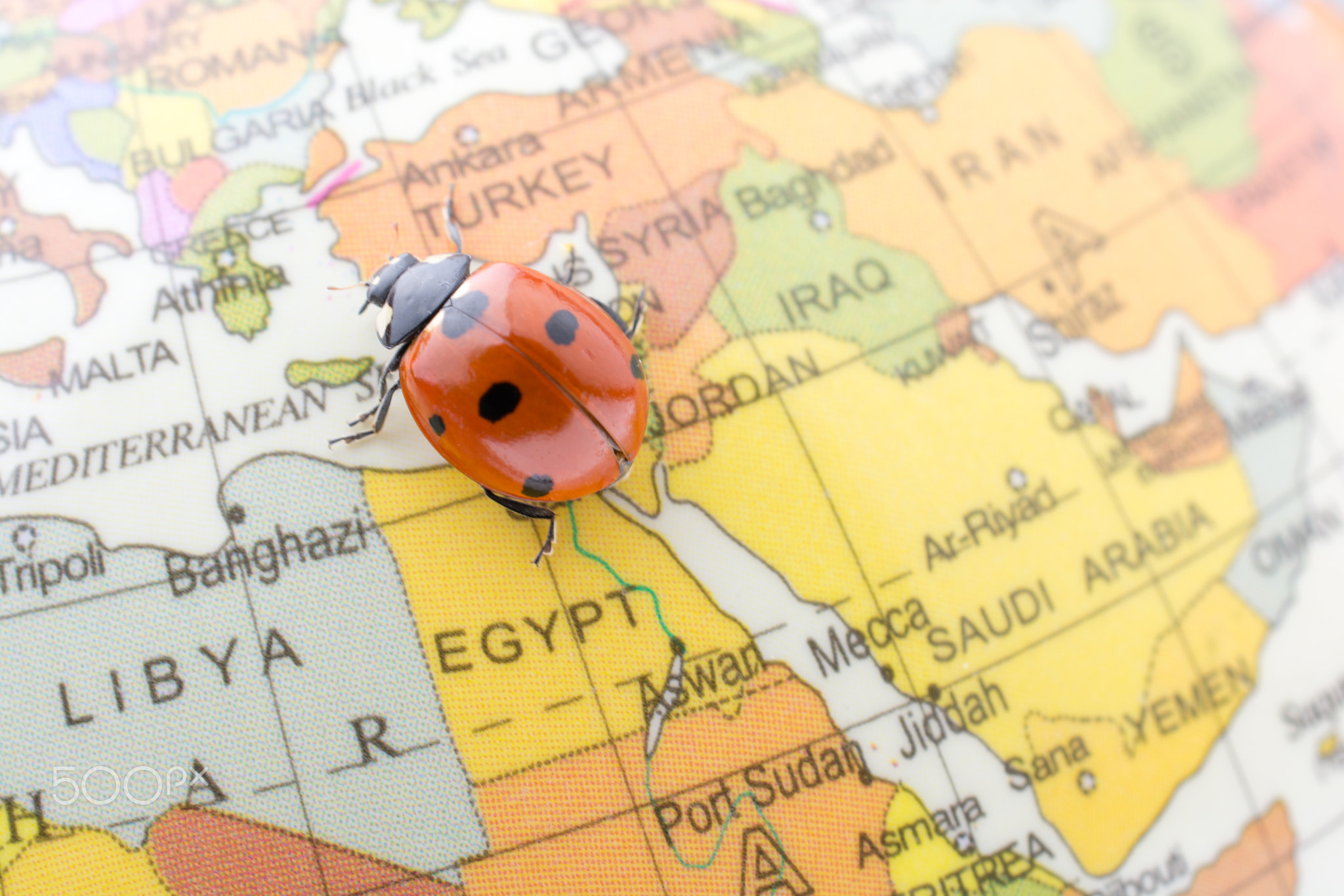 Ladybug on a little colorful model globe