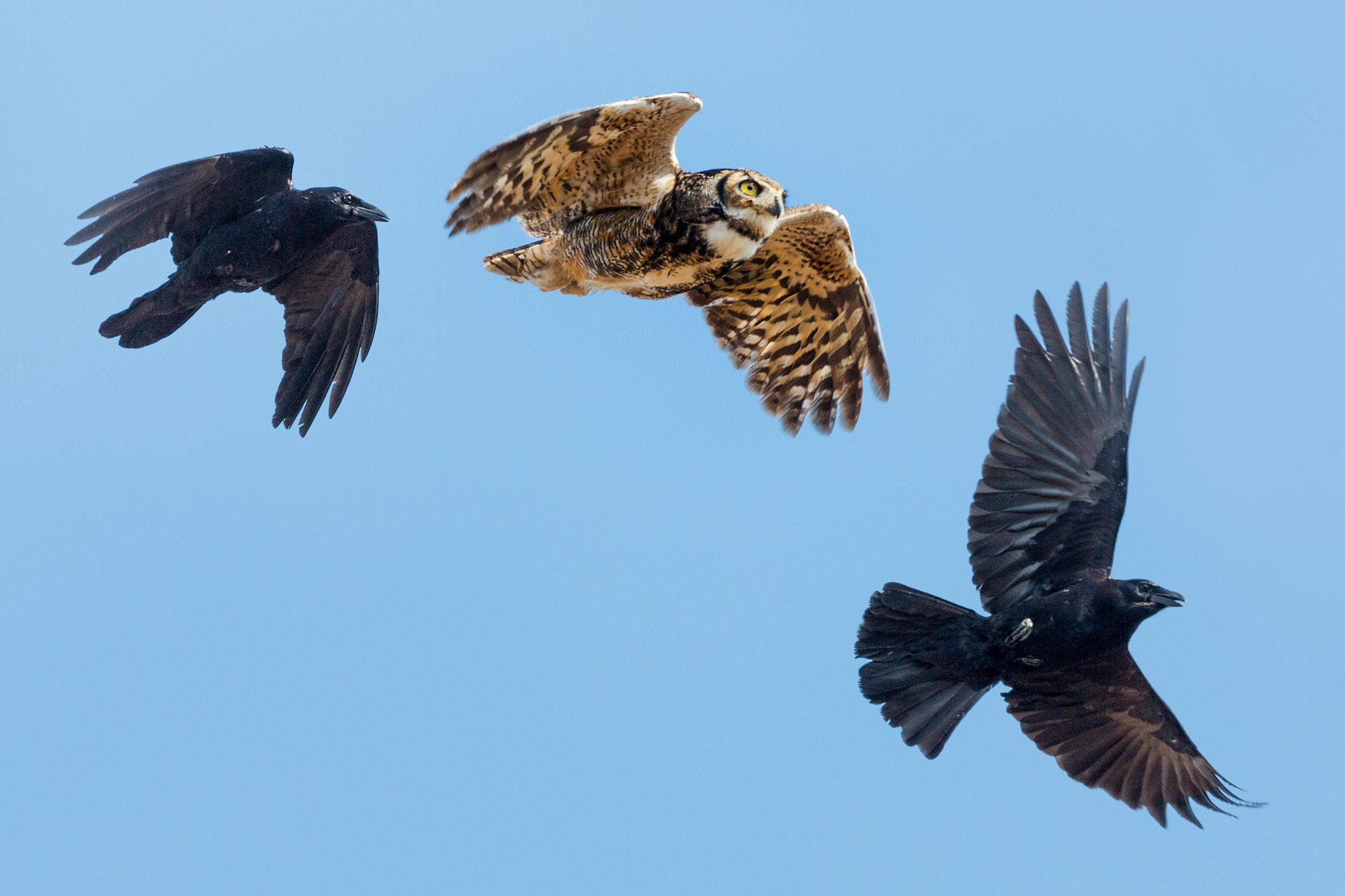 Crows chasing Great Horned Owl by Tony Northrup / 500px