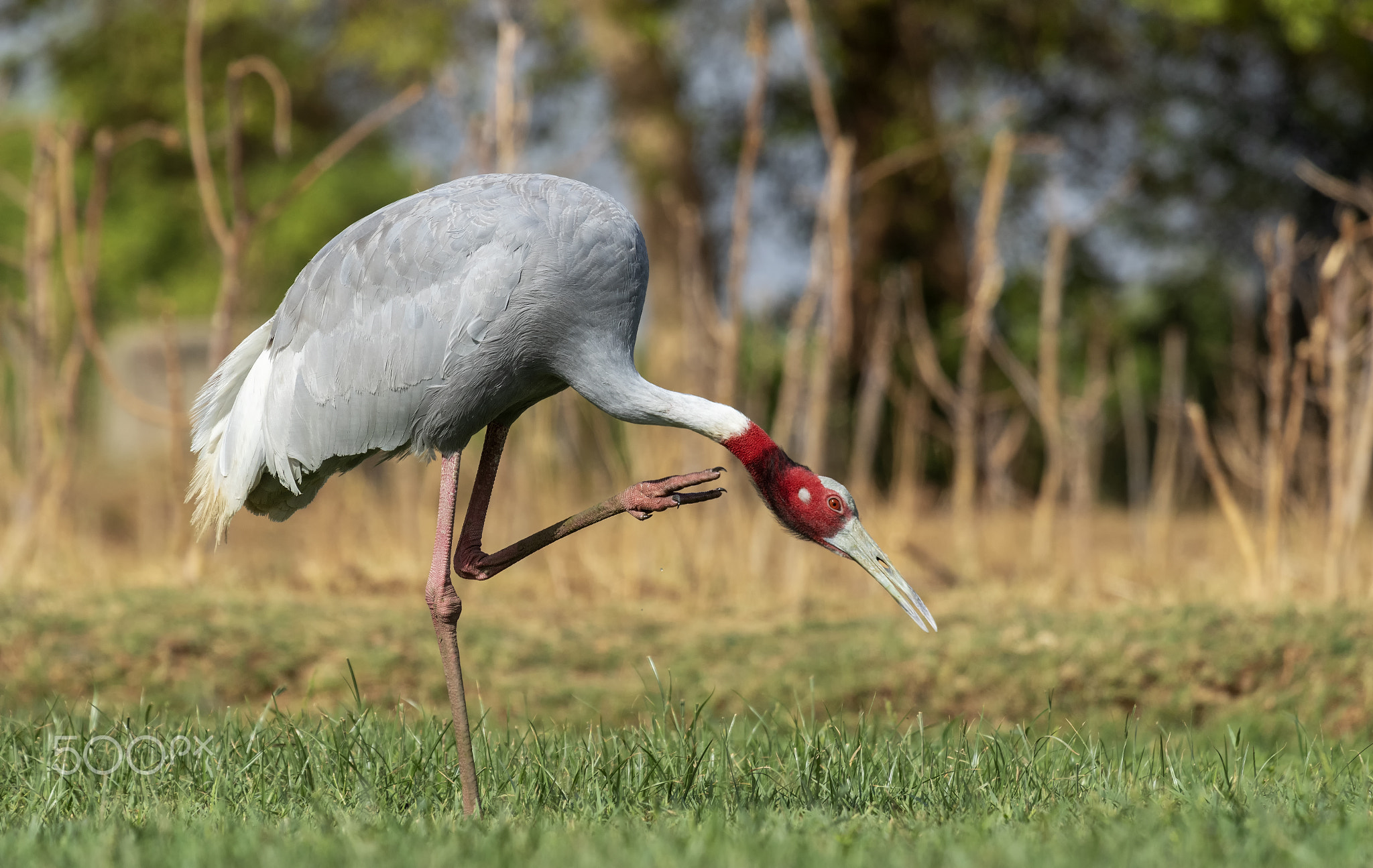 Sarus Crane Preening