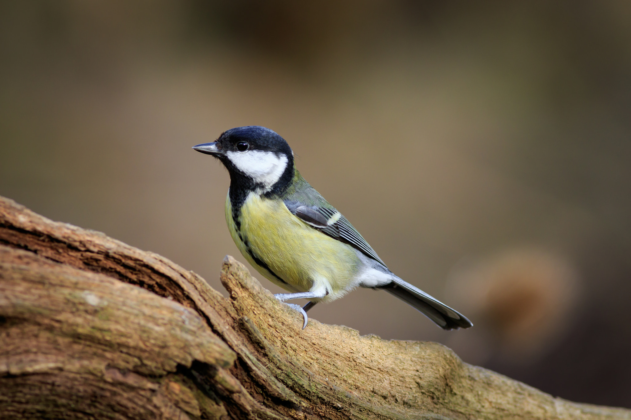 Great Tit (Parus major)