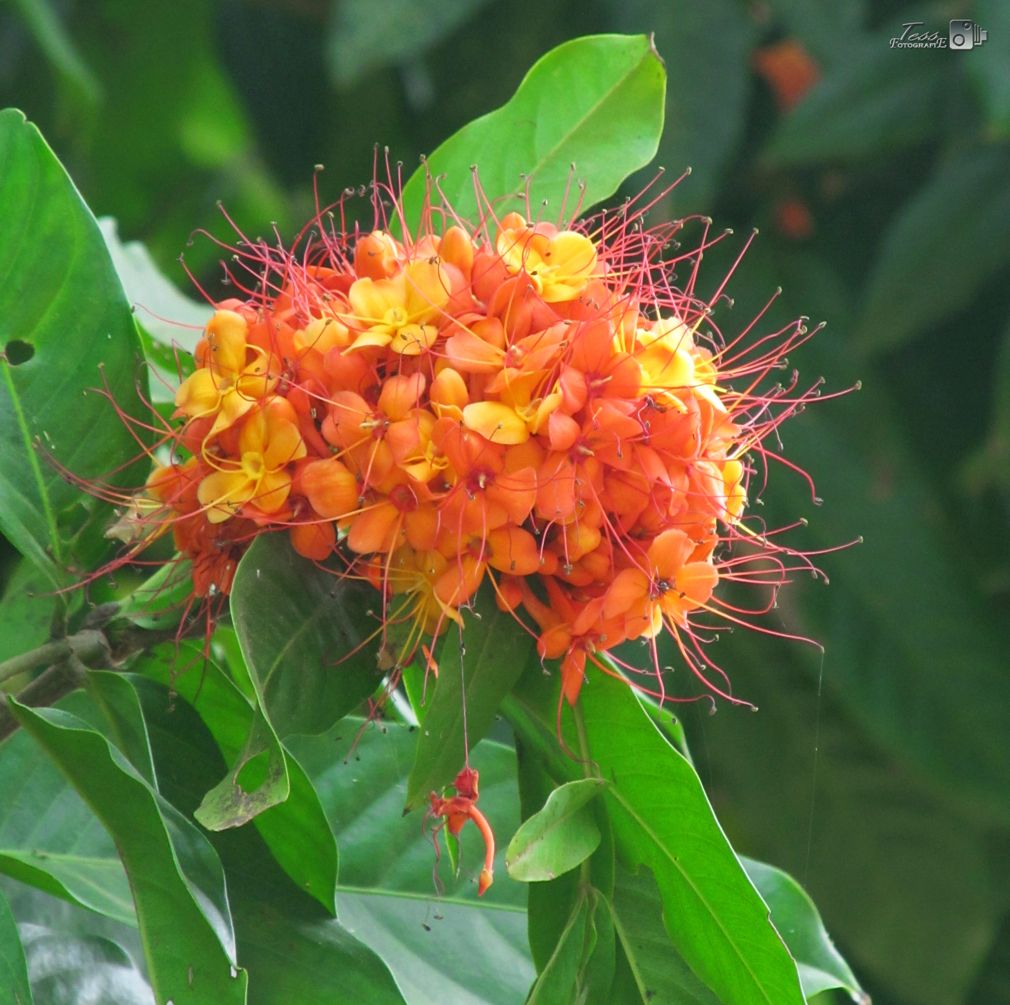 Ashoka flower..!! by TESS JOSE Photo 30840827 / 500px