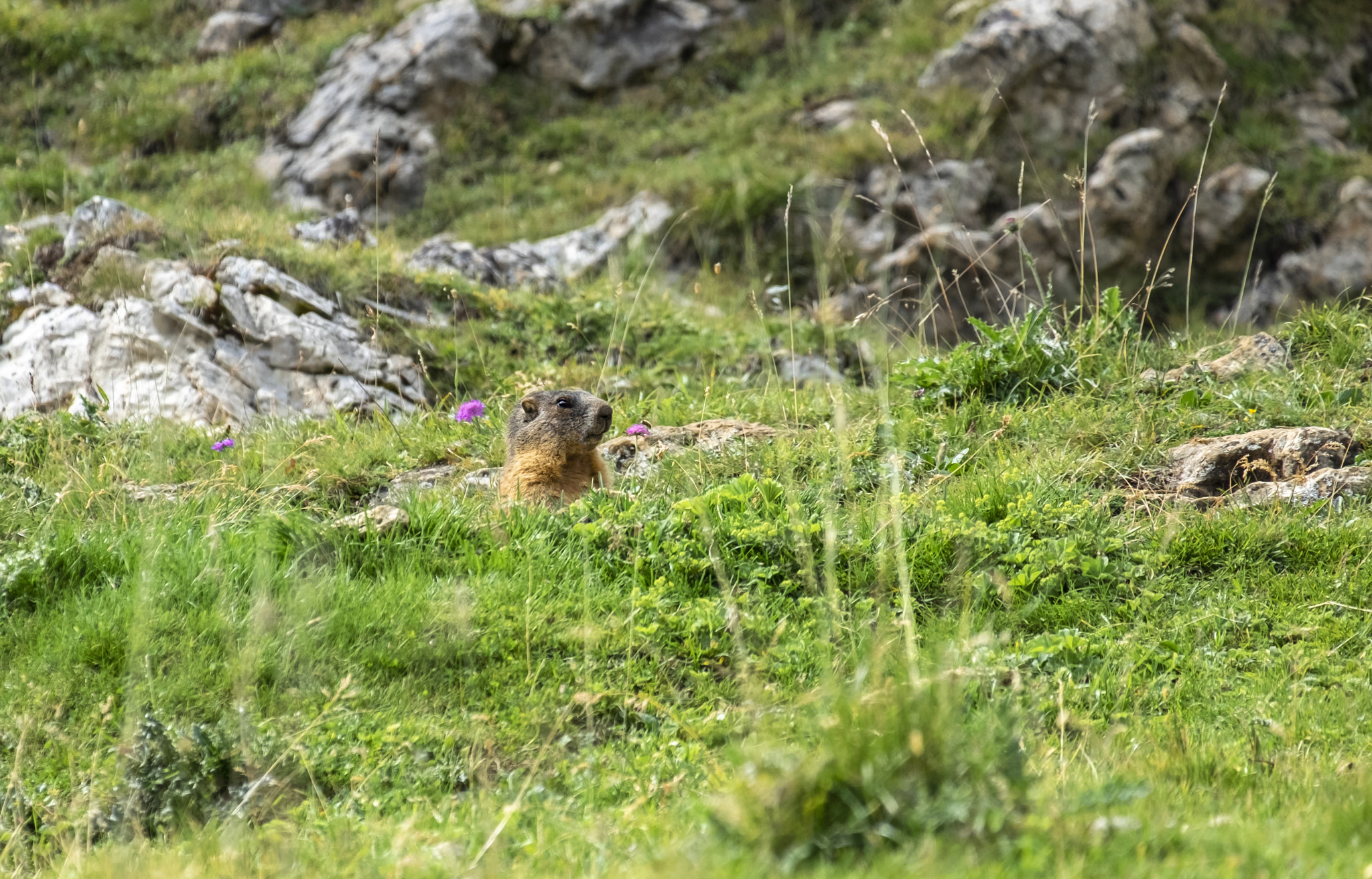 Marmot