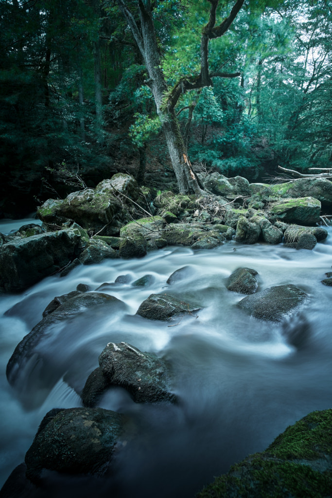 Woodland Stream by LJA _Photo / 500px