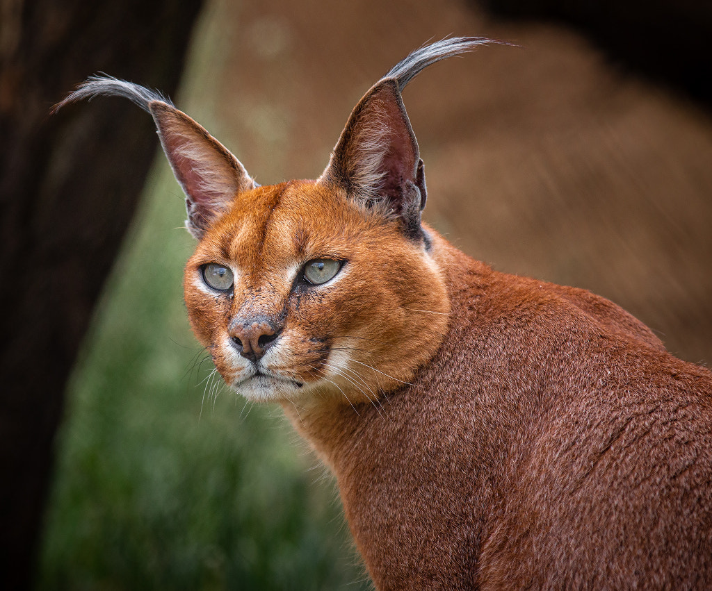 Karakal - Caracal by Miloš Lapá?ek on 500px.com