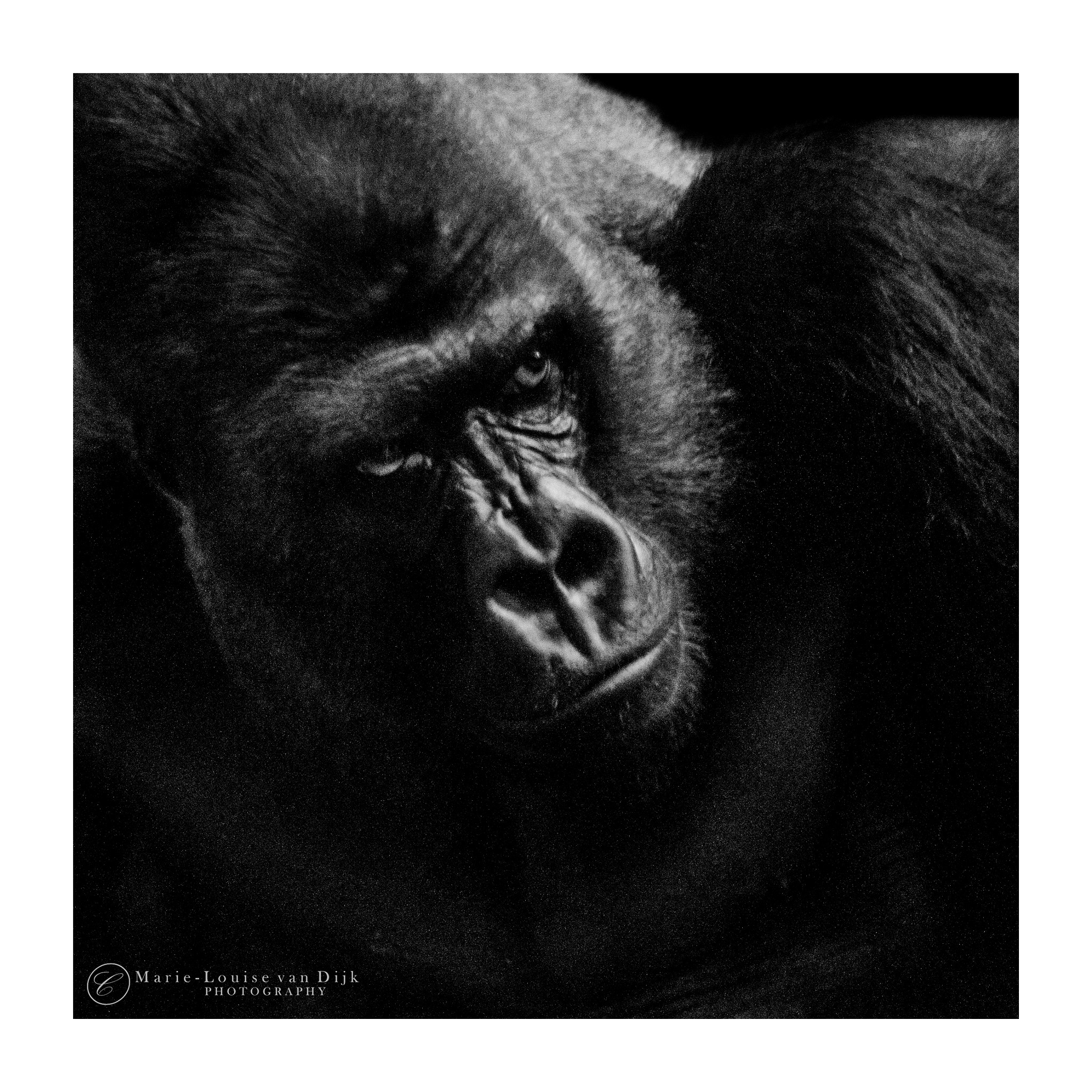Gorilla Portrait III